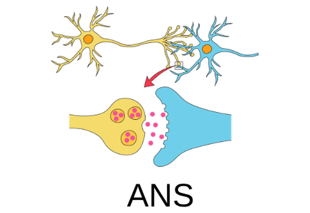 Measura heart rhythm and nervous system check